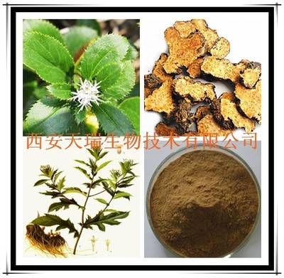 蒼術(shù)浸膏粉 植物提取物研發(fā)的前沿探索與應(yīng)用價值