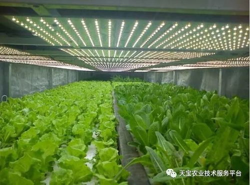 棚室采光不佳的應(yīng)對策略與植物提取物研發(fā)的機遇與挑戰(zhàn)